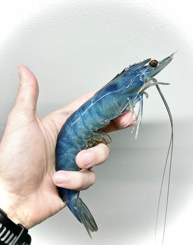 Aquapurna-white-tiger-shrimp